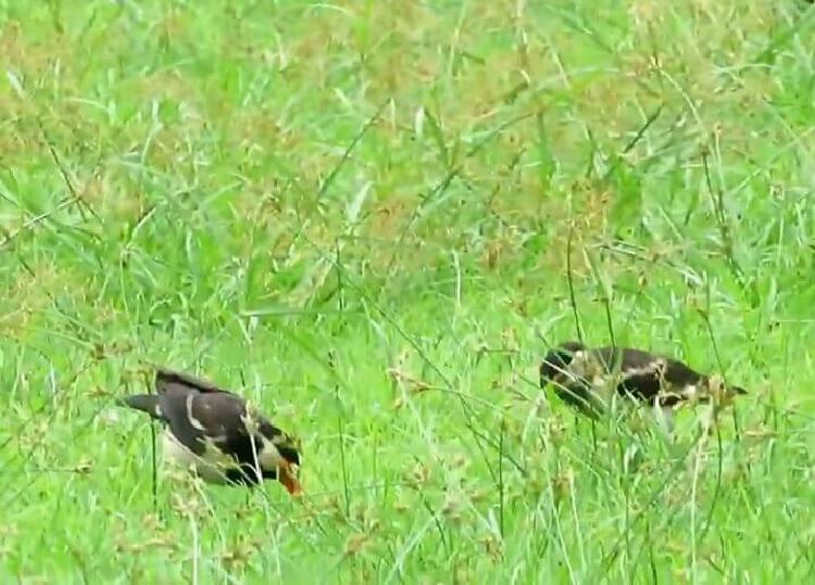 Harga Selangit Burung Jalak Suren Albino Mata Merah