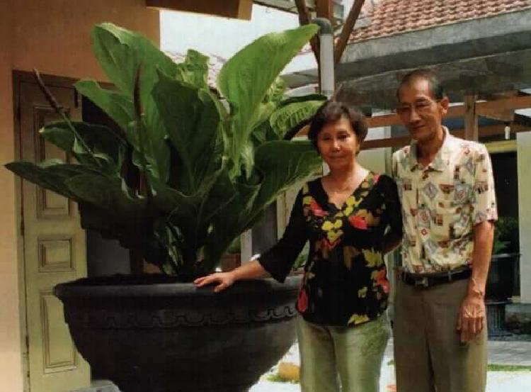 Mereka Yang Tersihir Anthurium