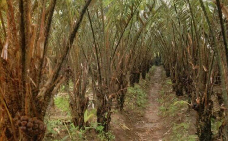 Pupuk Bokashi Cara Organik Untuk Suburkan Tanah