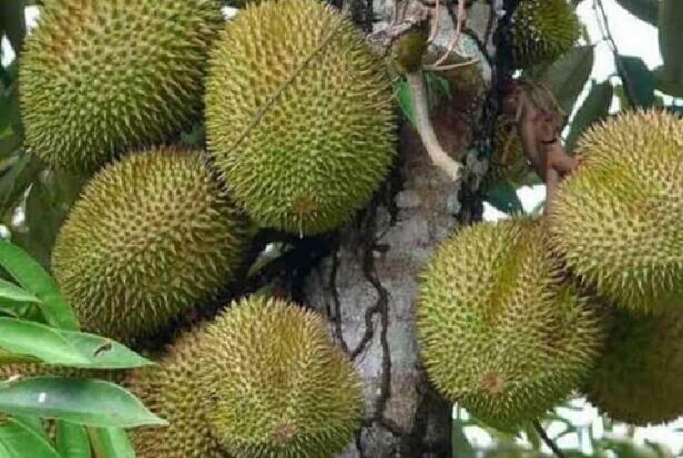 Durian Strum Srondol kidul: Bau Menyengat Rasa Yang Lezat