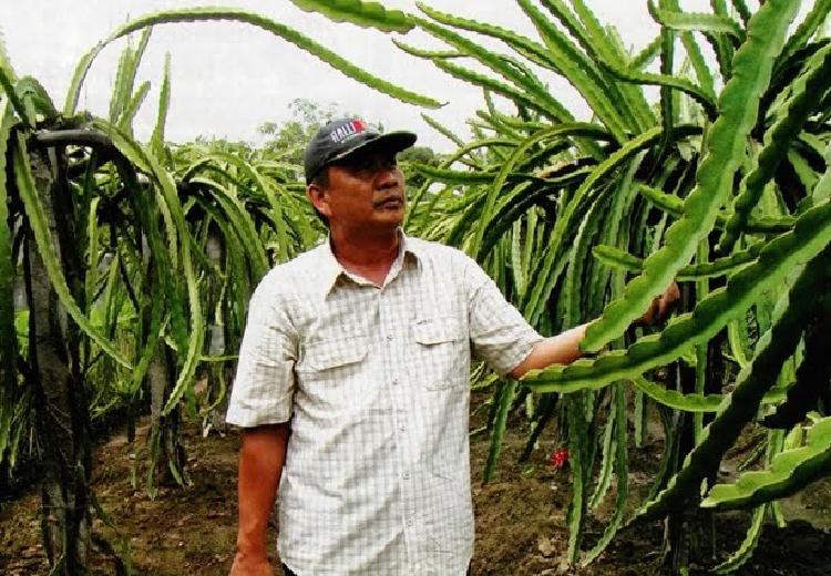 Panen Dragon fruit 3 Kali Setahun