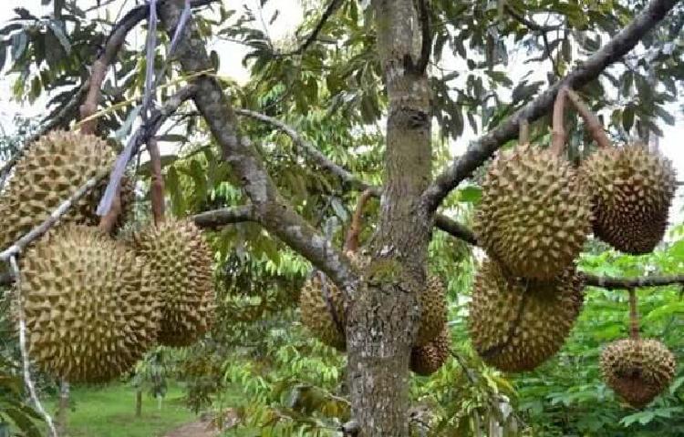 Batang Durian Kokoh di 3 Kaki