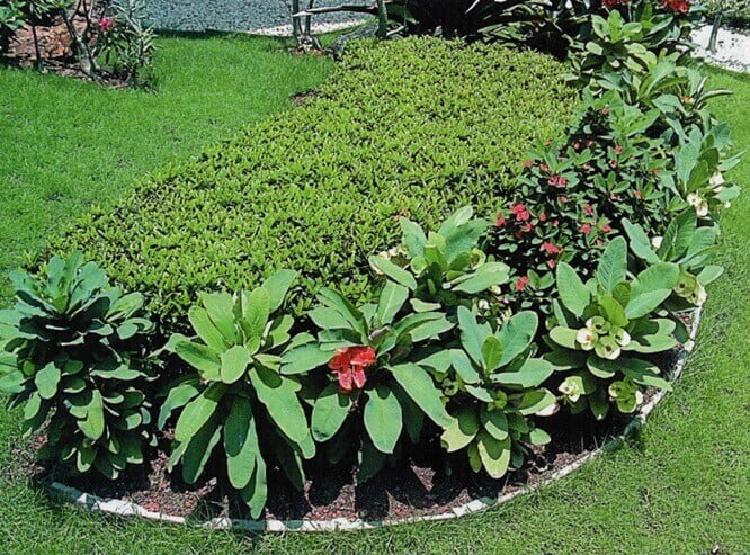 Percantik taman depan rumah Dengan Euphorbia