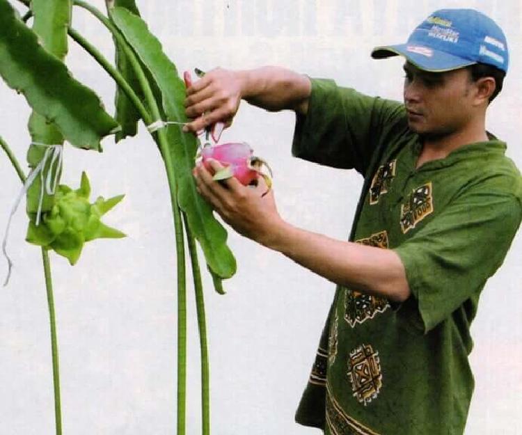 Perawatan Bibit, Pupuk dan Pemangkasan Tanaman Buah Naga merah