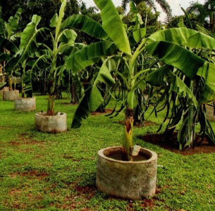 Tabulampot: Saat Pisang Dikungkung Beton