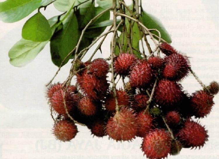 Rambutan Cilengkeng Dan Basariah: Rambutan Langka Daging Buah Tebal Biji Kecil