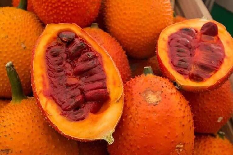 Perburuan Tanaman Buah Tropis Nan Eksotis dari Florida