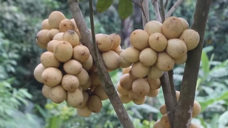 Langsat Tanjung: Sekali Cicip Langsung Ketagihan