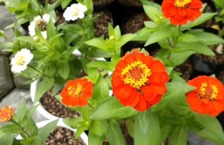 Sepotong tanaman bunga zinnia incaran perangkai bunga