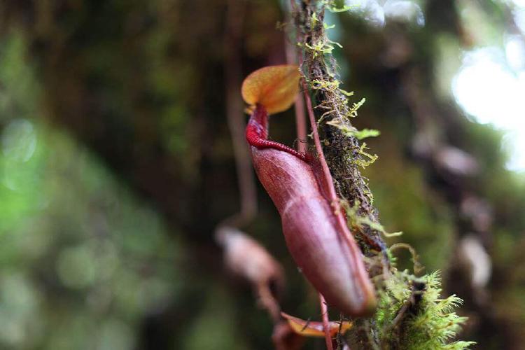 Periuk Monyet: Dari Lahan Gambut Pindah ke Pot