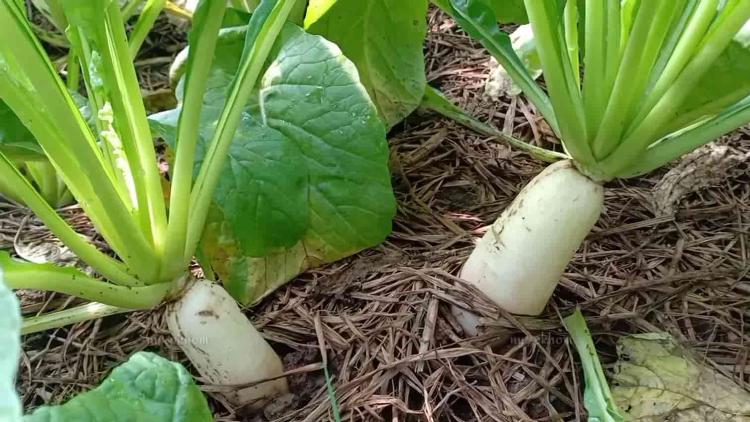 Pekebun Lembang Budidayakan 4 Jenis Lobak Korea Unggulan