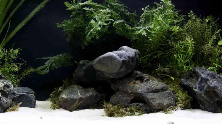 Trend Aquascape Tinggi, Permintaan Akuarium Aquascape Makin Meningkat