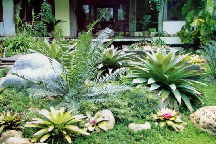 Bingung Memilih Tanaman Yang Cocok Untuk Taman? Pilih Saja Bromelia