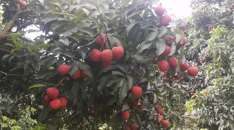 Buah Leci Manis Berbiji Kecil Dari Dataran Tiongkok