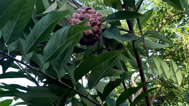 Tabulampot Srikaya Merah Untuk Koleksi Kebun Rumah