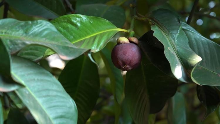 Sang Ratu Buah Ditunggu Pasar Mancanegara