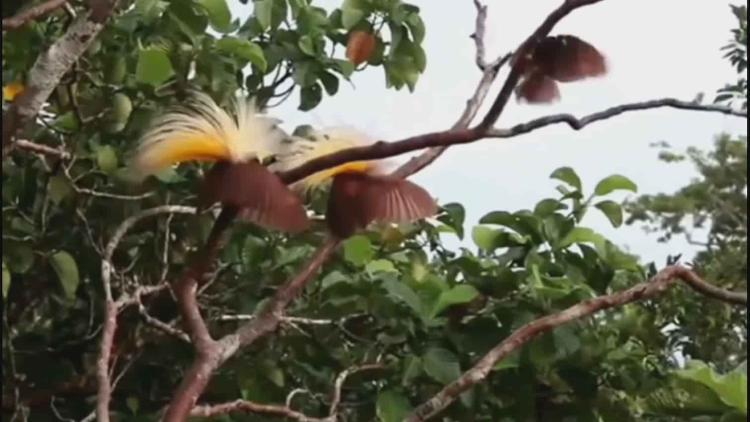 Sangkar Burung Dan Kelestarian Burung Langka