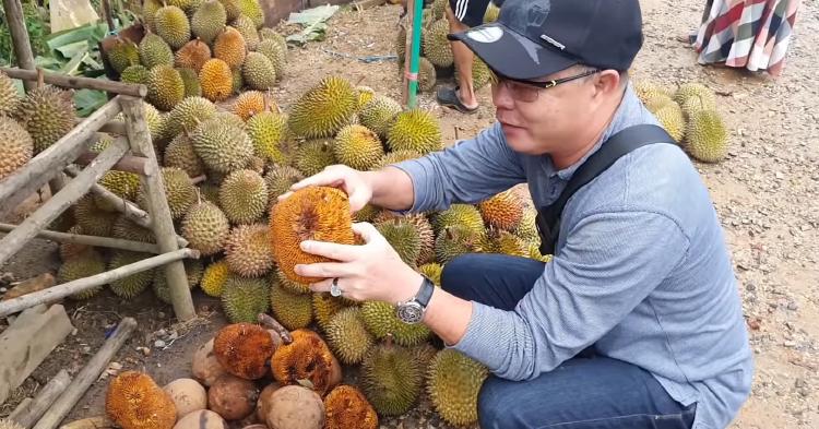 Asyiknya Panen Durian Watani Maz Sepanjang Tahun