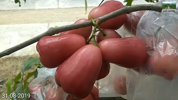 Jambu Air Delima Asli Demak Unggulan Indonesia