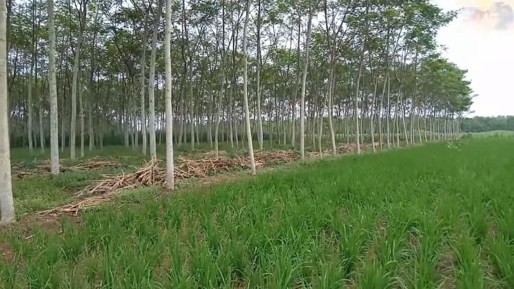 Permintaan Peti Kayu Sengon Albasia Tinggi, Pekebun Makin Kewalahan