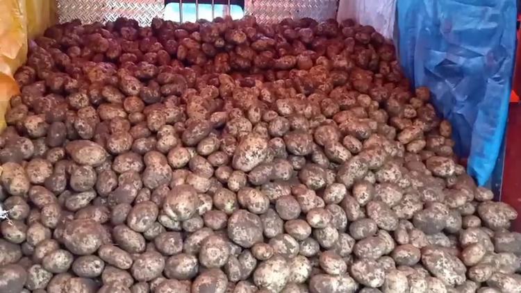 Populasi Turun, Produksi Justru Melambung