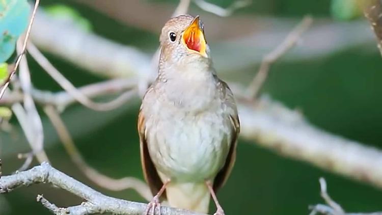 Sang Dosen Penangkar Burung kicauan