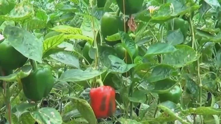 Paprika Pancawarna: Varietas Terbaru Tahan Tobaco Mosaic Virus