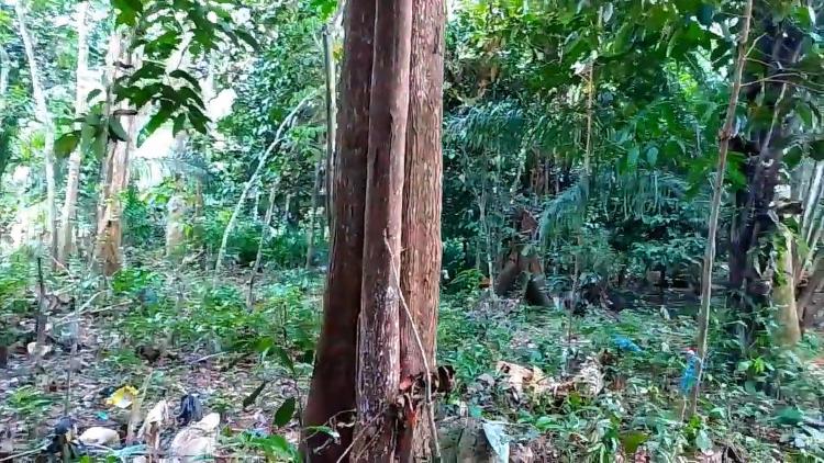 Perawatan Benih Kayu ulin Agar Tumbuh Secara Maksimal