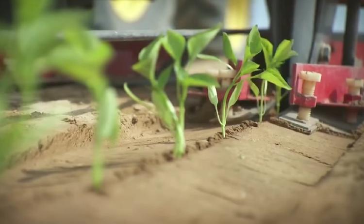 Produk Agrikultur Indonesia: Sebuah Panduan Lengkap