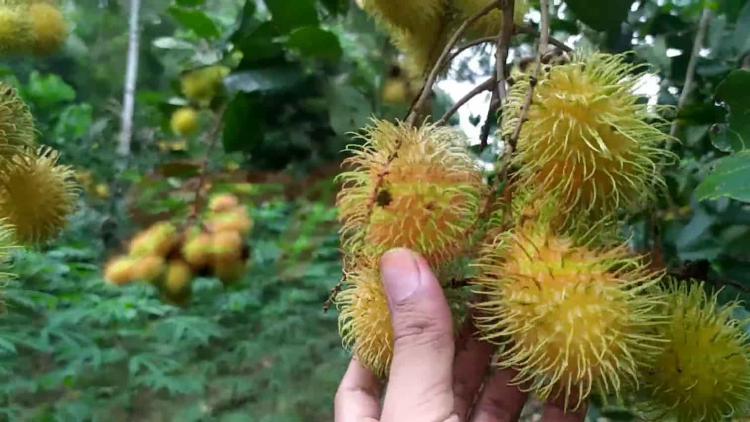 Rambutan Kuning: Sijangkung Kebanggaan Malaysia