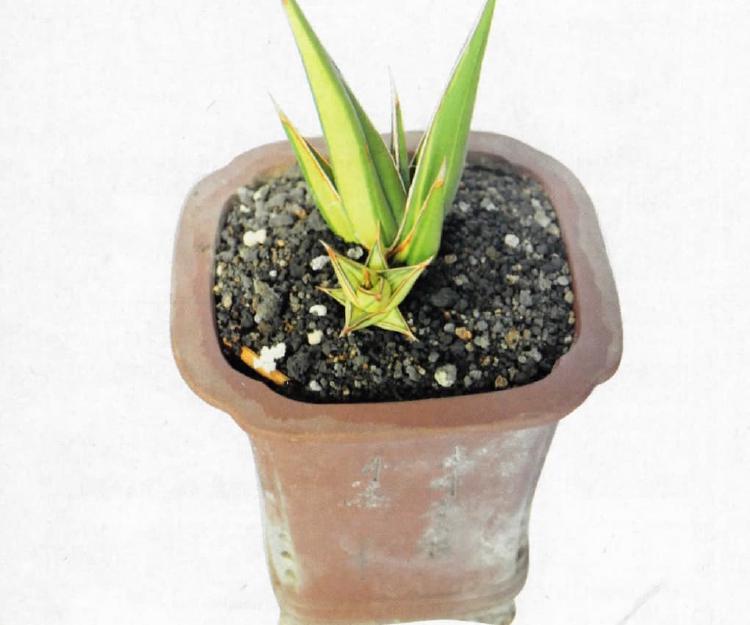 Sansevieria Pinguicula Variegata: Lidah Belang Tebar Pesona