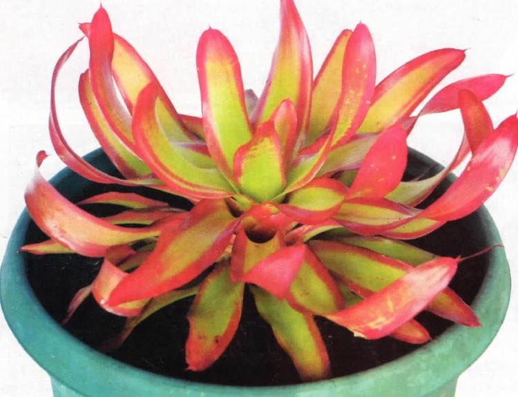 Shelldance bromeliad,  Koleksi bromeliad baru nan molek