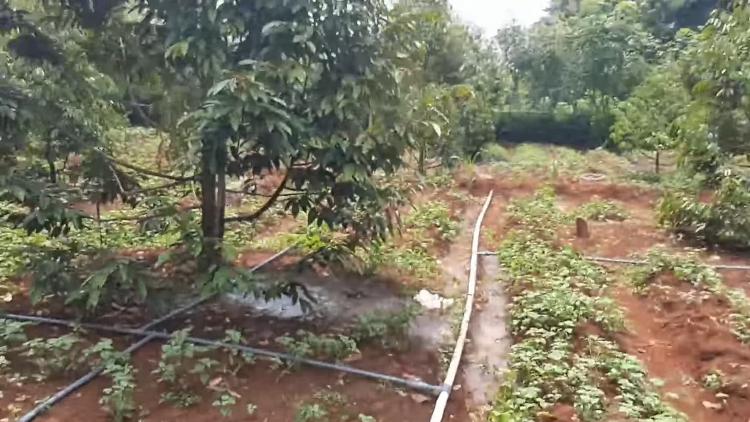 Rumus Perhitungan Kebutuhan Air Tanaman Perkebunan