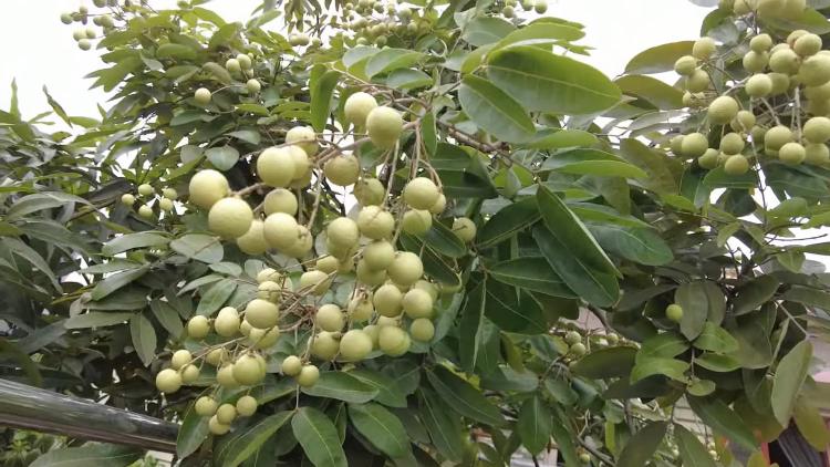 Mengatasi Kekurangan Unsur Hara Pada Lahan Tanaman Pertanian