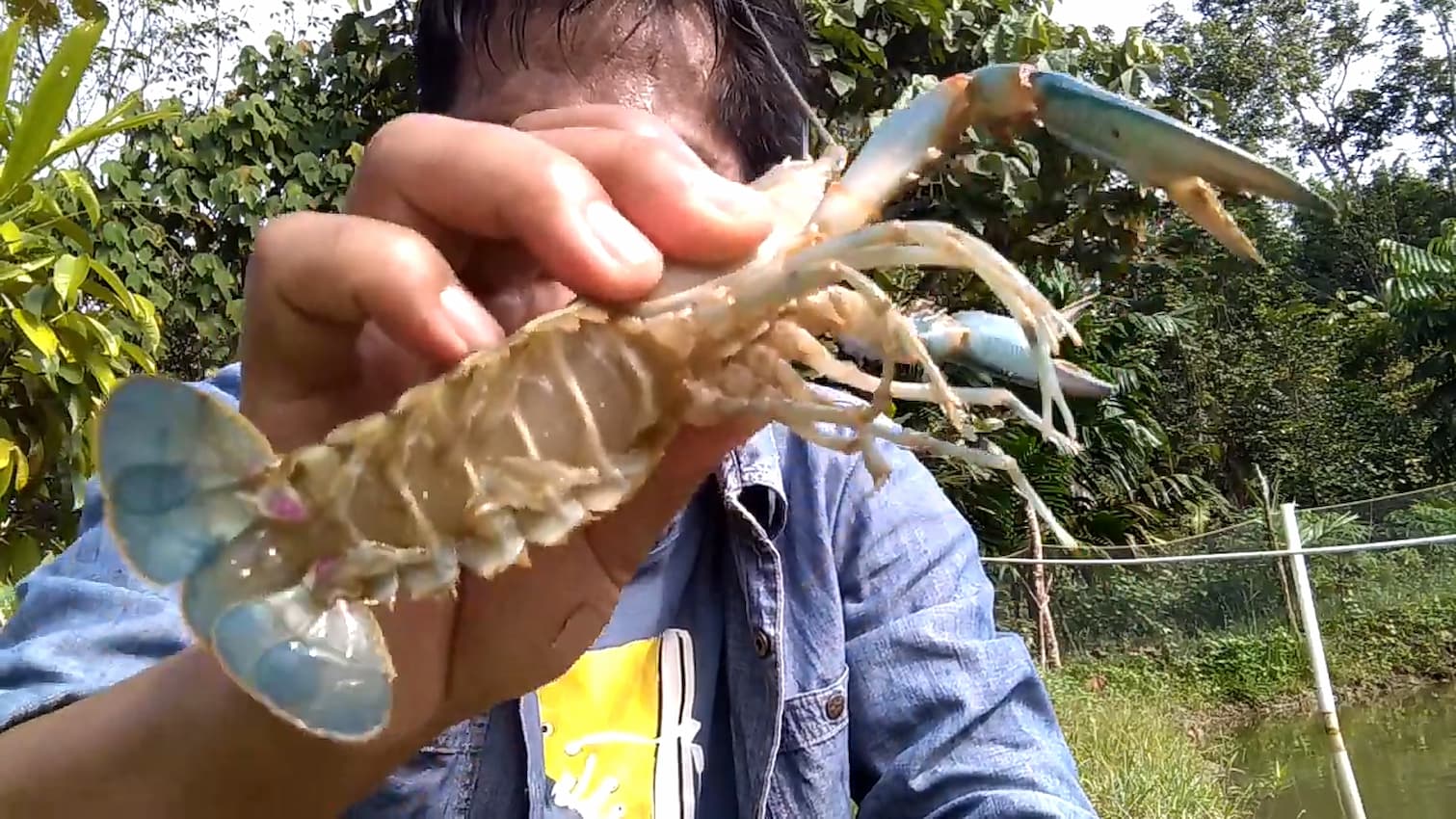 Desain Kolam Lobster Air Tawar Cekung Makin Mudahkan Peternak Di Saat Panen