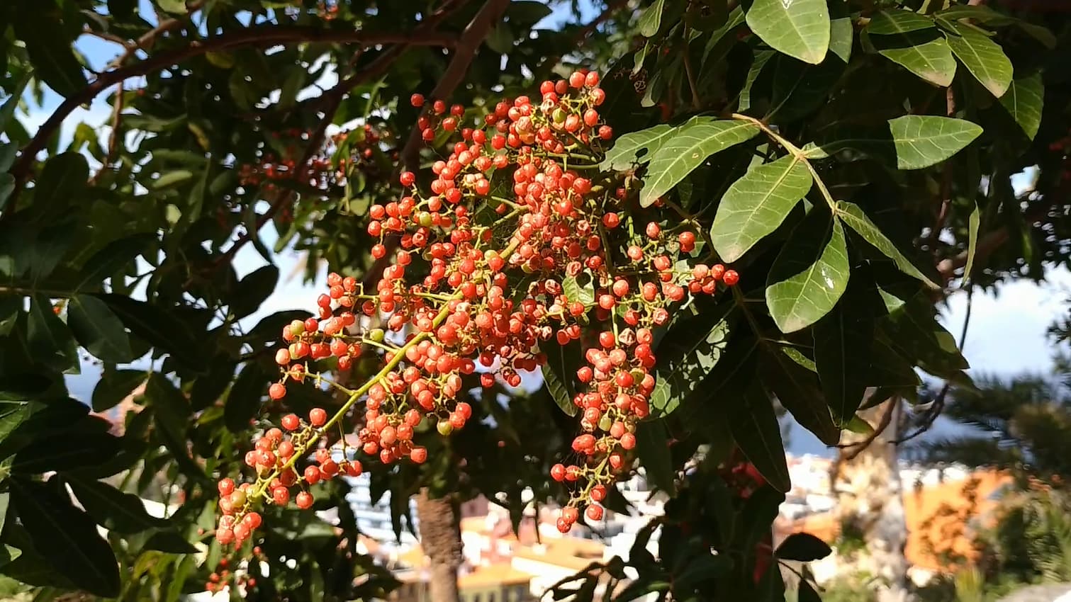 Brazilian Peppertree: Lada Merah Dengan Tiga Rasa
