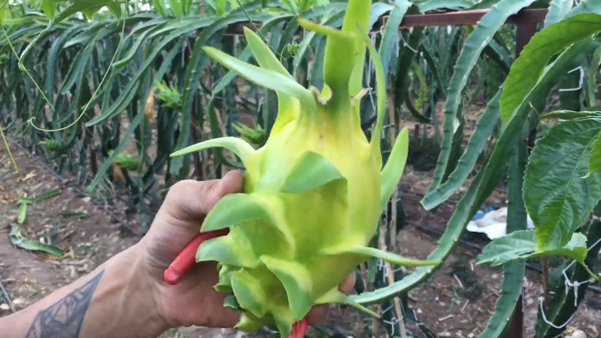 yellow pitaya