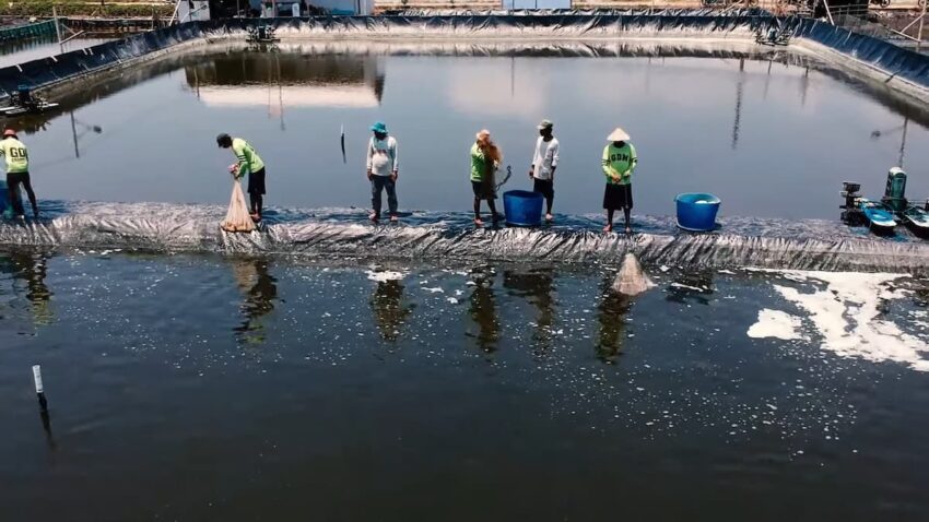 Rahasia Sukses Budidaya Udang Organik: Dari Tambak ke Meja Makan