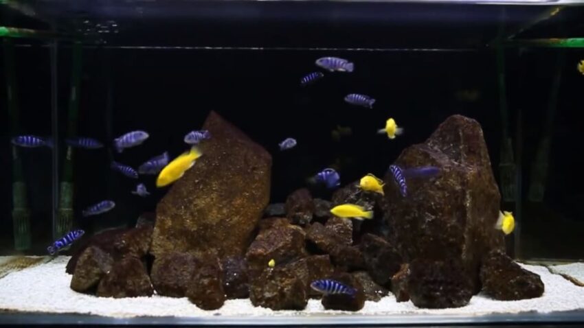 Ikan Lemon Cichlid