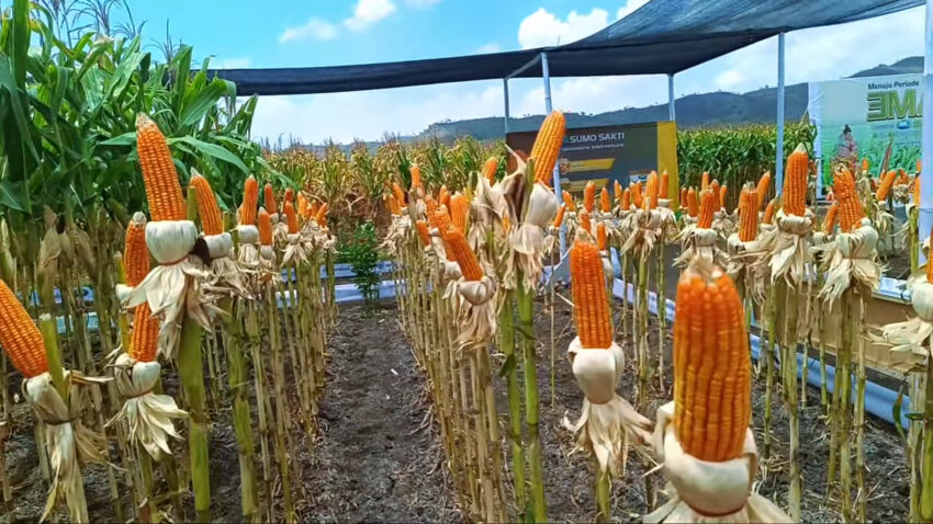 jagung siap panen sebagai bahan baku jagung kalengan