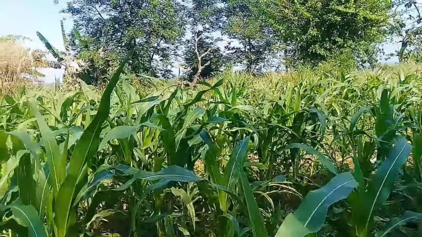 perkebunan jagung