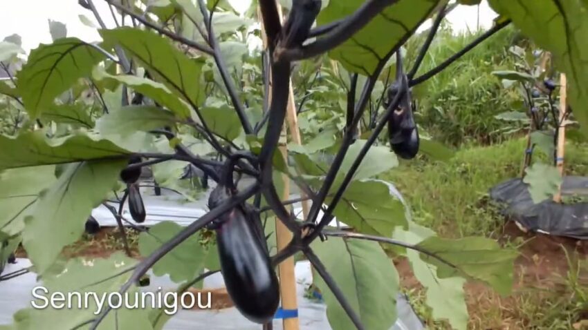 Dari Ladang ke Meja Makan: Petualangan Terong Ungu Menuju Jepang