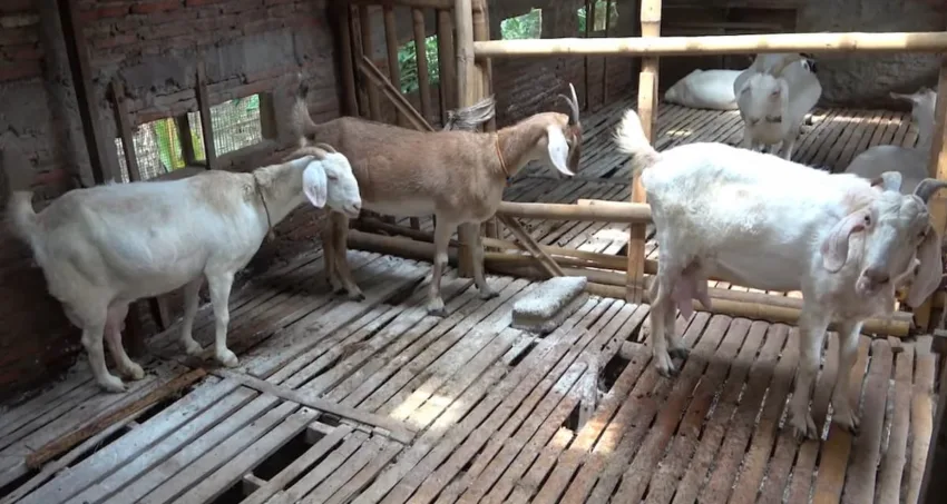 kambing dewasa siap di perah